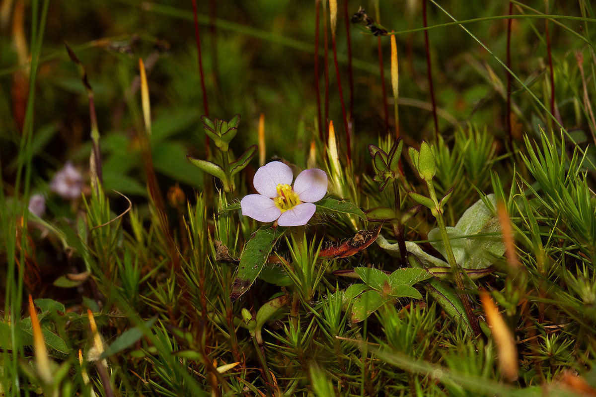 Antherotoma naudinii Antherotoma naudinii