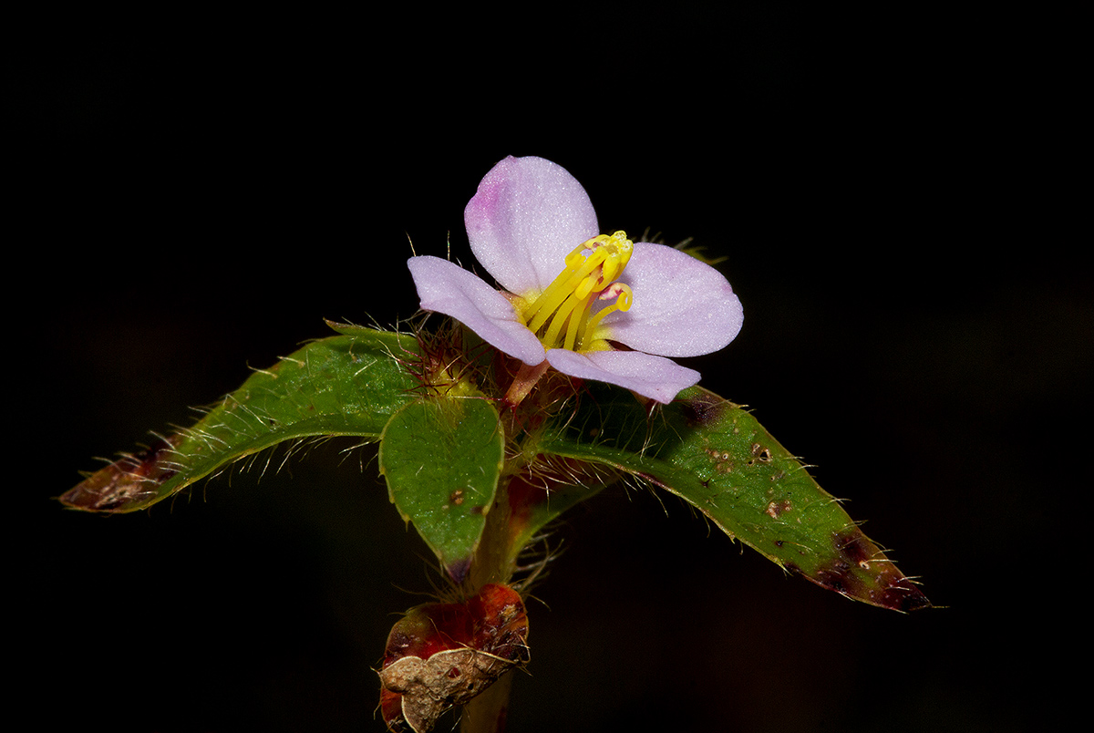 Antherotoma naudinii Antherotoma naudinii