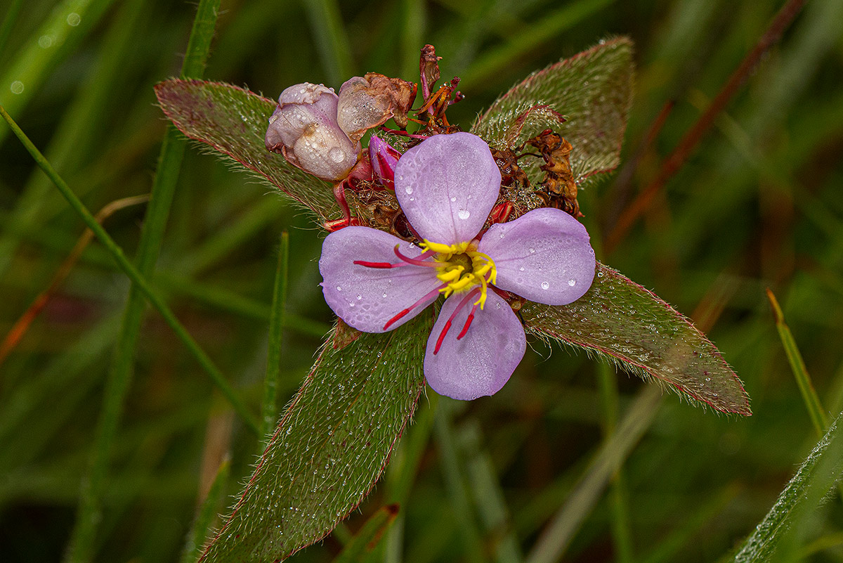 Antherotoma naudinii Antherotoma naudinii