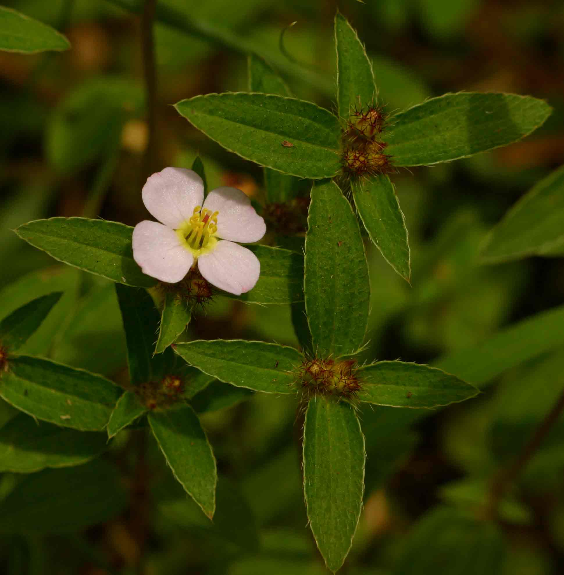 Antherotoma naudinii Antherotoma naudinii