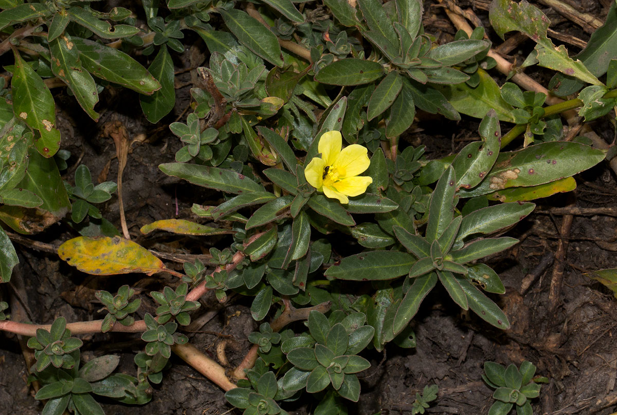 Ludwigia adscendens subsp. diffusa Ludwigia adscendens subsp. diffusa