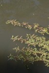 Ludwigia adscendens subsp. diffusa