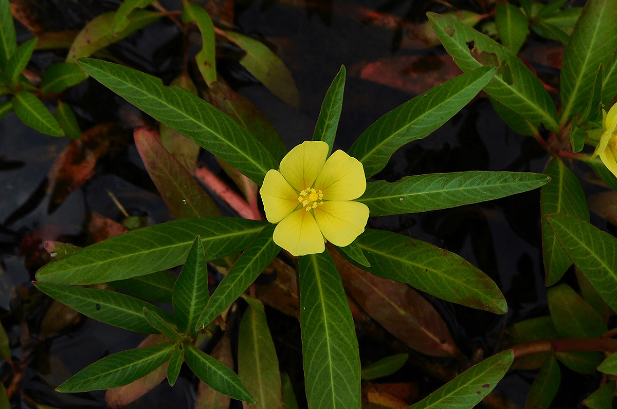 Ludwigia adscendens subsp. diffusa Ludwigia adscendens subsp. diffusa