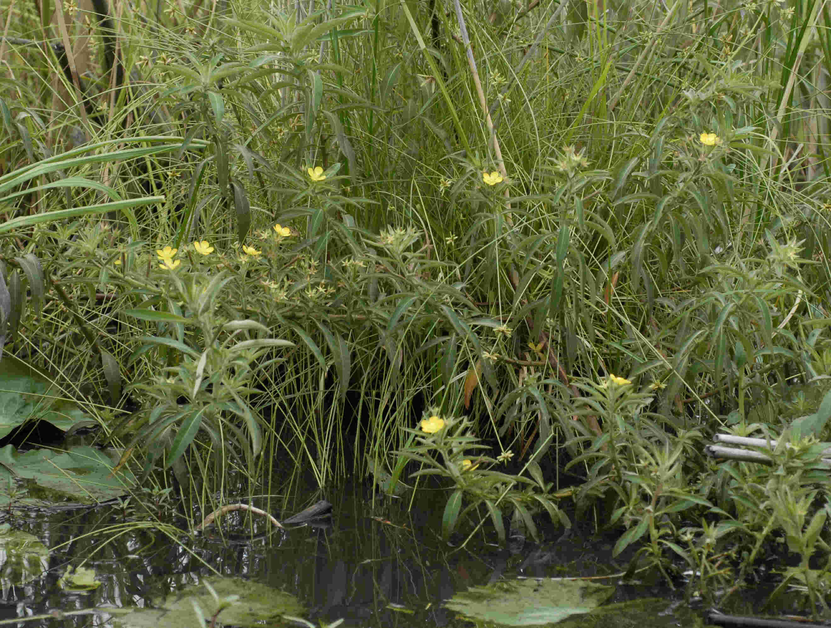 Ludwigia leptocarpa Ludwigia leptocarpa