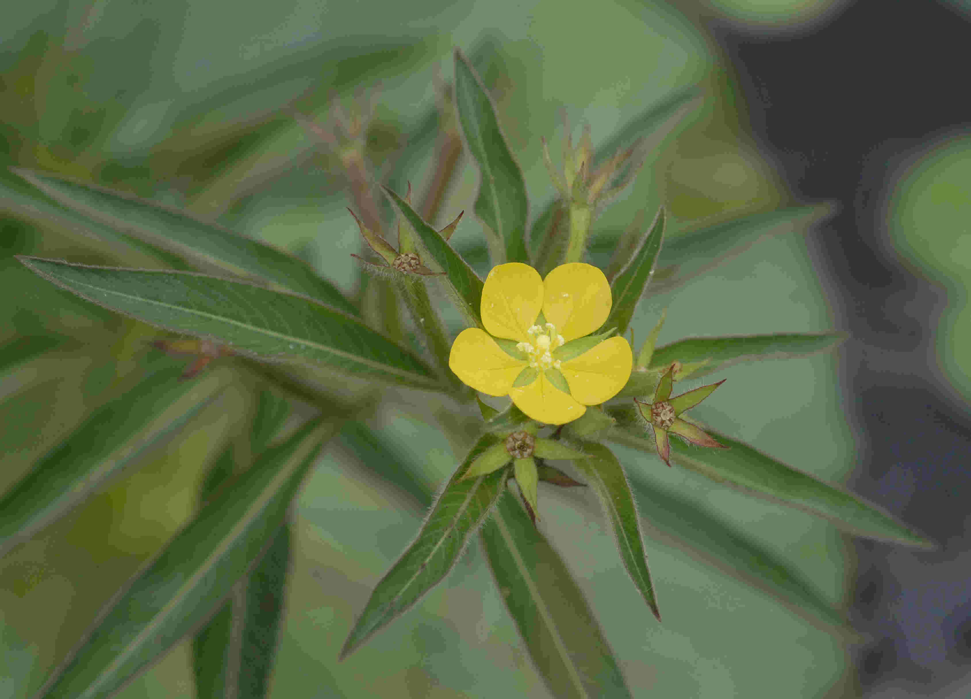 Ludwigia leptocarpa Ludwigia leptocarpa