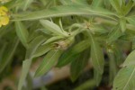 Ludwigia leptocarpa