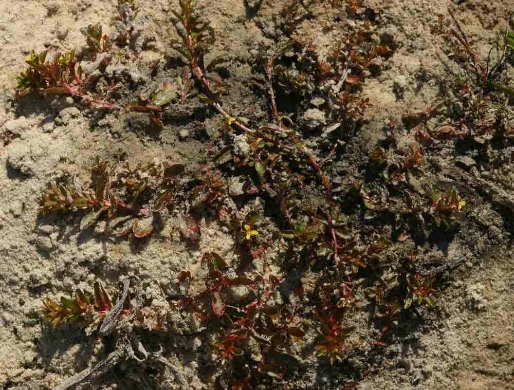 Ludwigia senegalensis Ludwigia senegalensis
