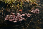 Trapa natans var. bispinosa