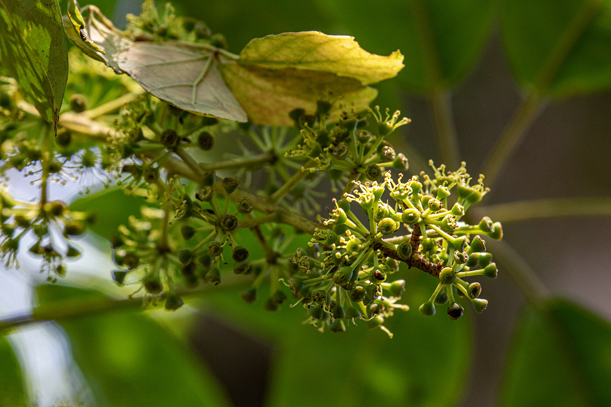 Astropanax goetzenii