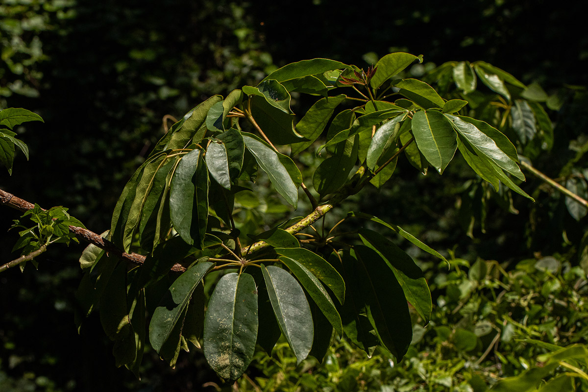 Astropanax goetzenii