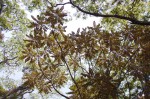 Polyscias fulva