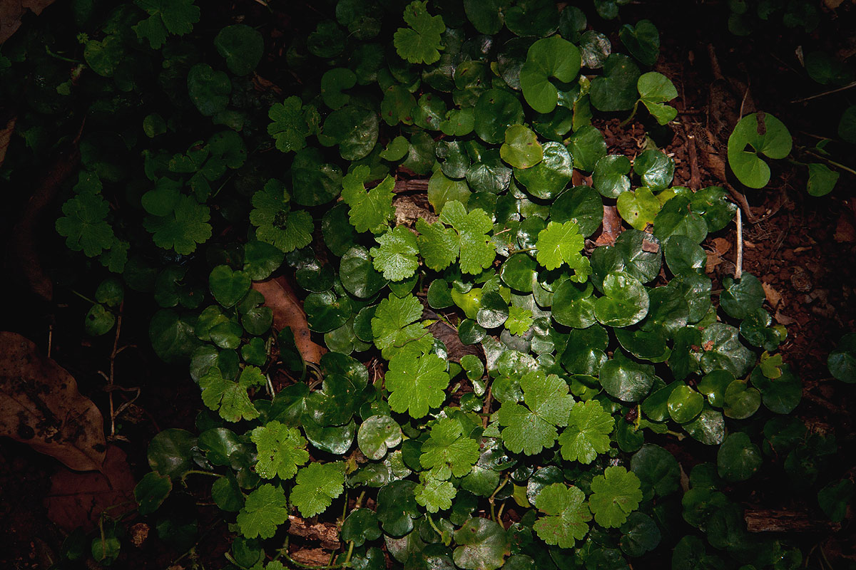 Hydrocotyle mannii