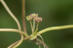 Centella asiatica