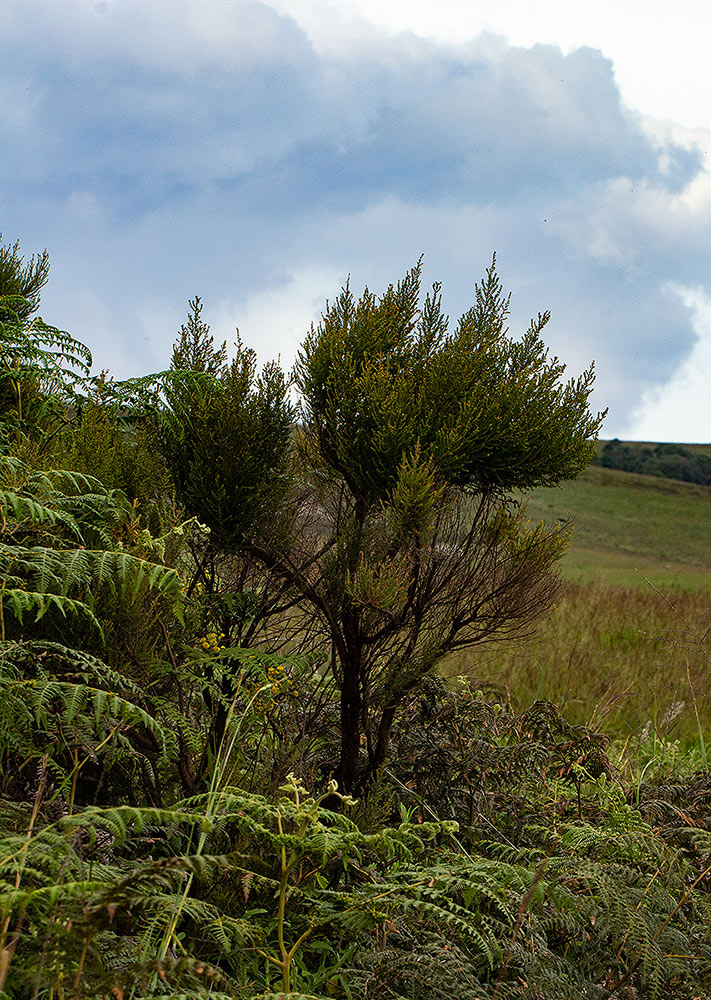 Erica benguelensis