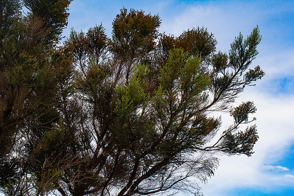 Erica benguelensis