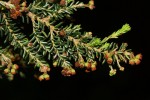 Erica benguelensis