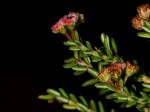 Erica benguelensis