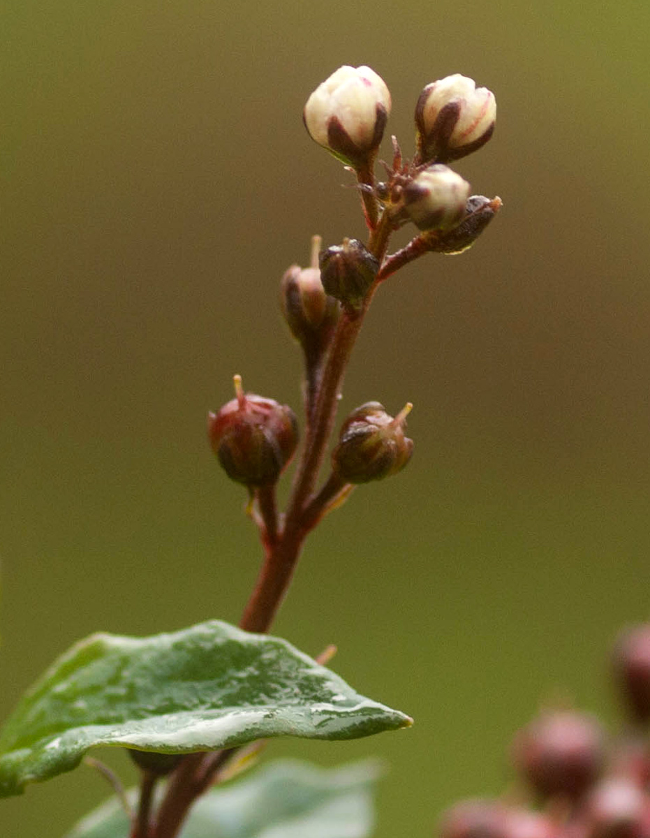 Lysimachia ruhmeriana Lysimachia ruhmeriana