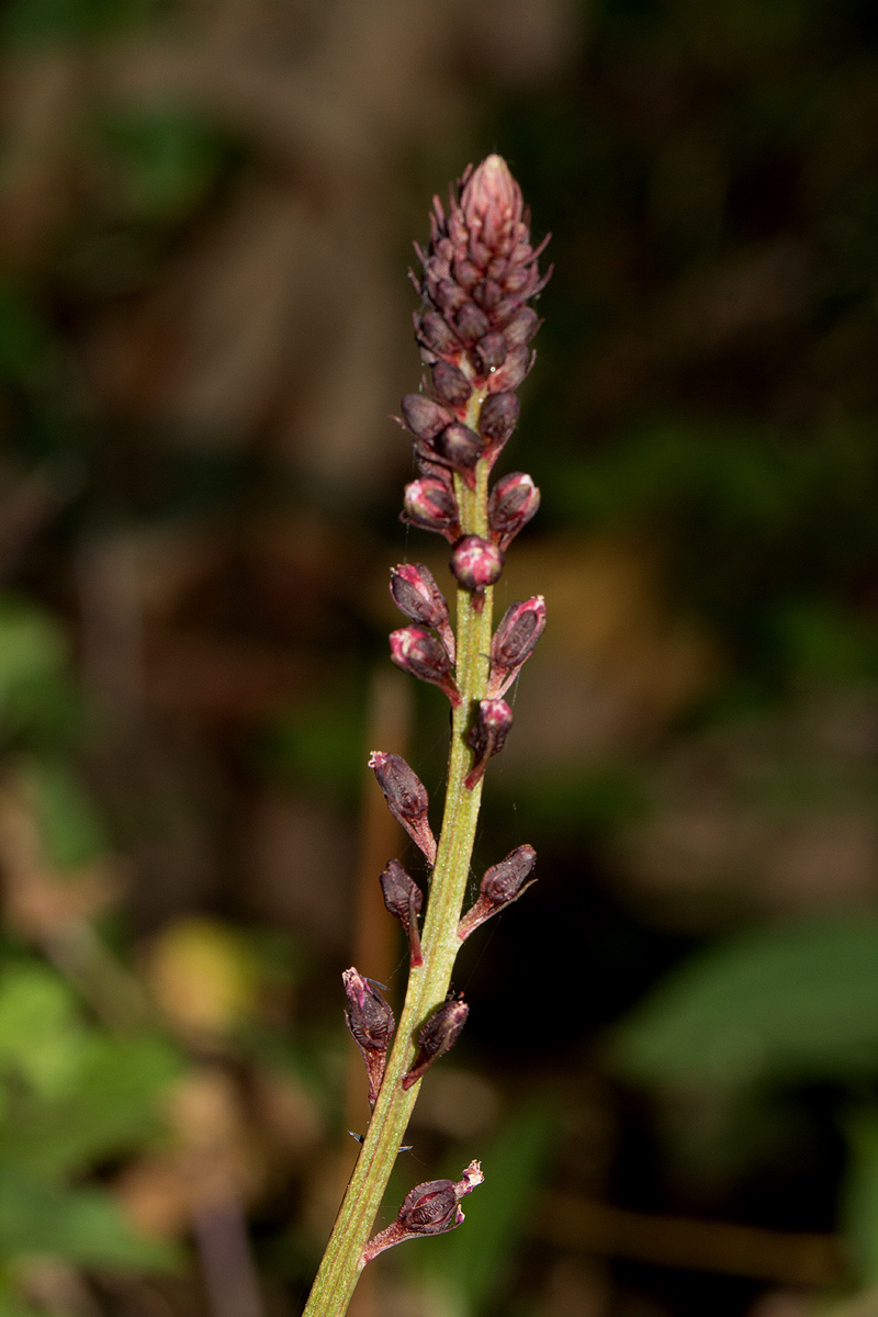 Lysimachia ruhmeriana Lysimachia ruhmeriana