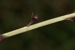 Lysimachia ruhmeriana