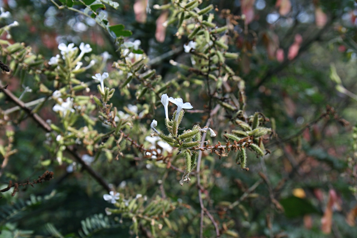 Plumbago zeylanica