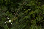 Plumbago zeylanica