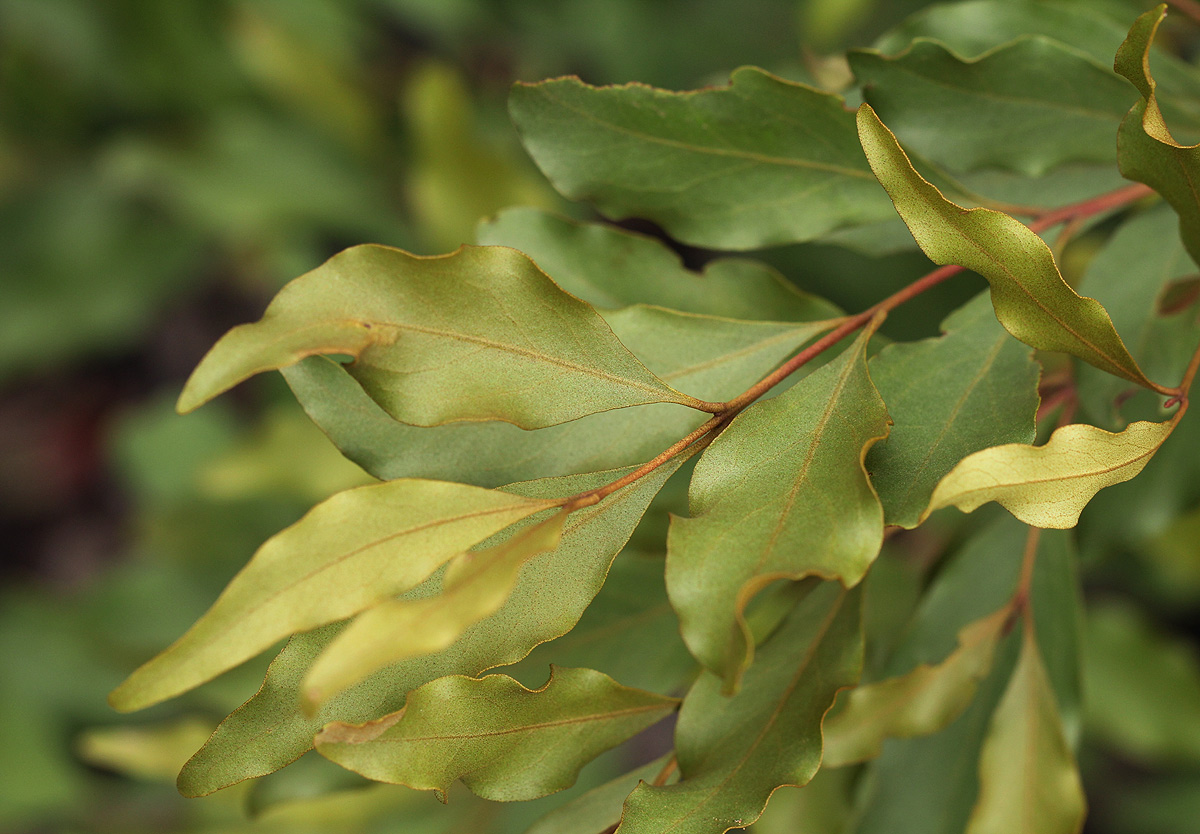 Euclea divinorum