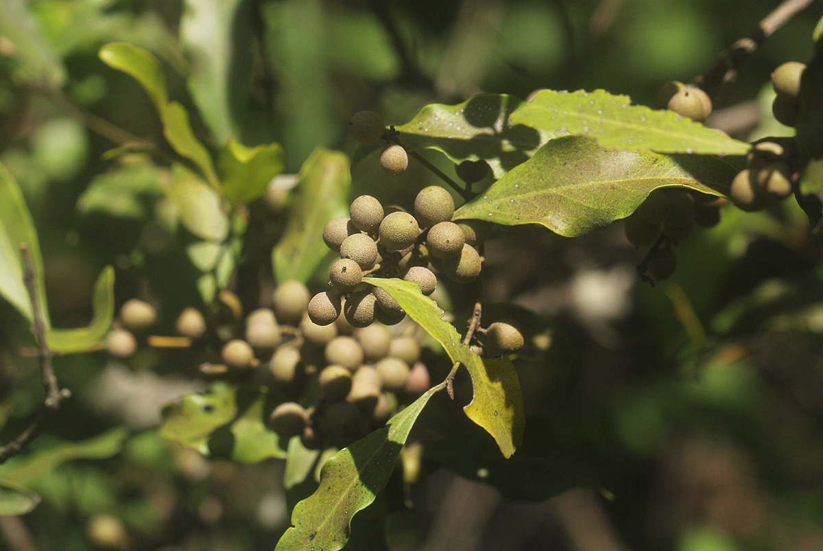 Euclea divinorum