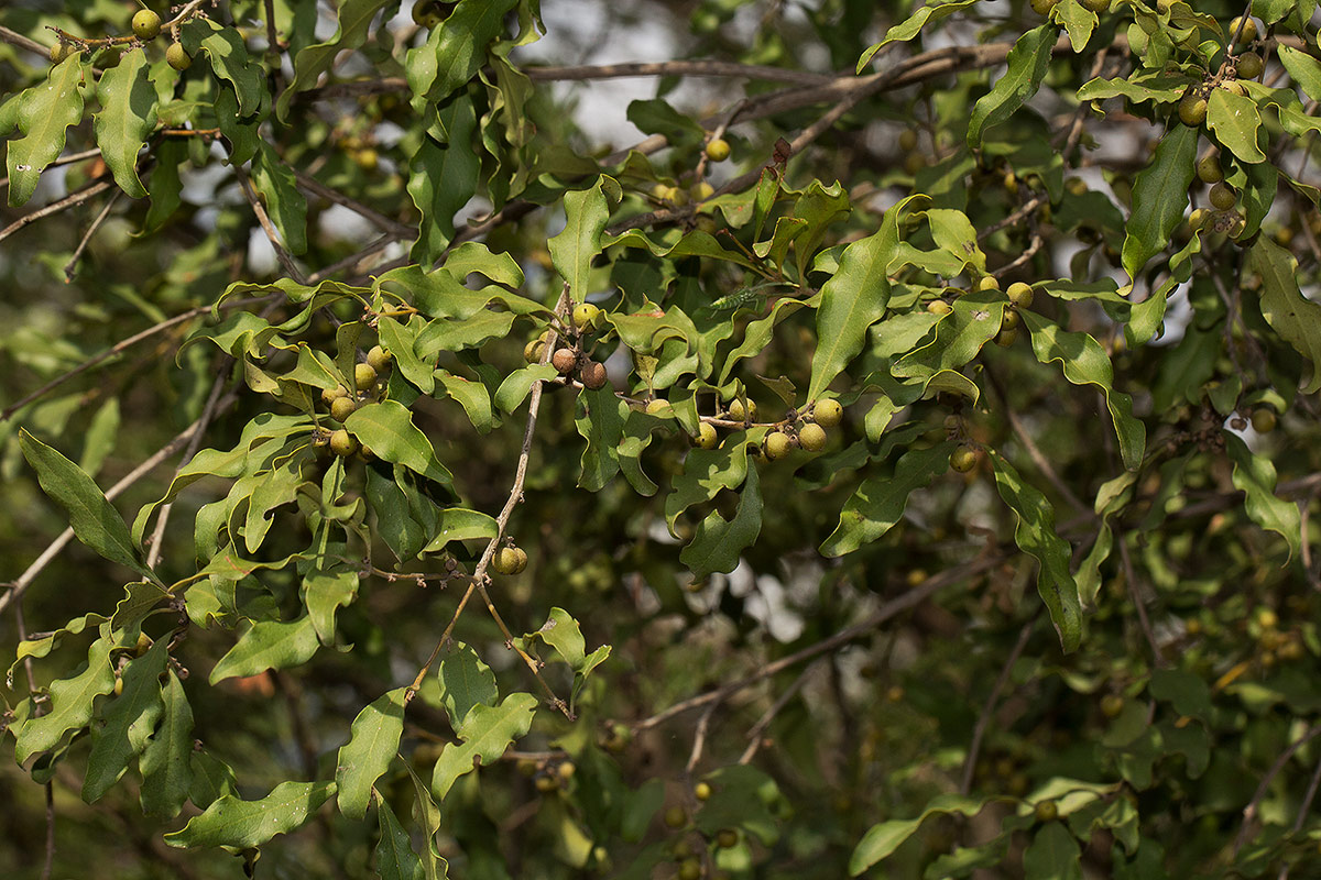 Euclea divinorum