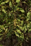 Euclea divinorum