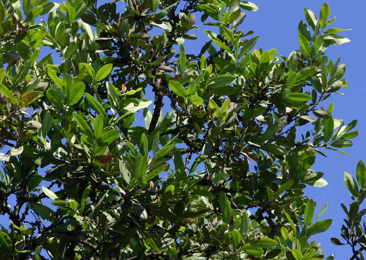 Diospyros batocana