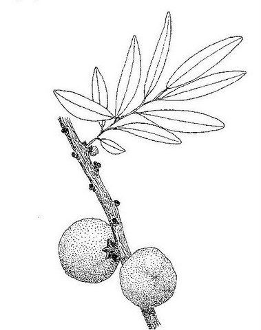 Diospyros batocana