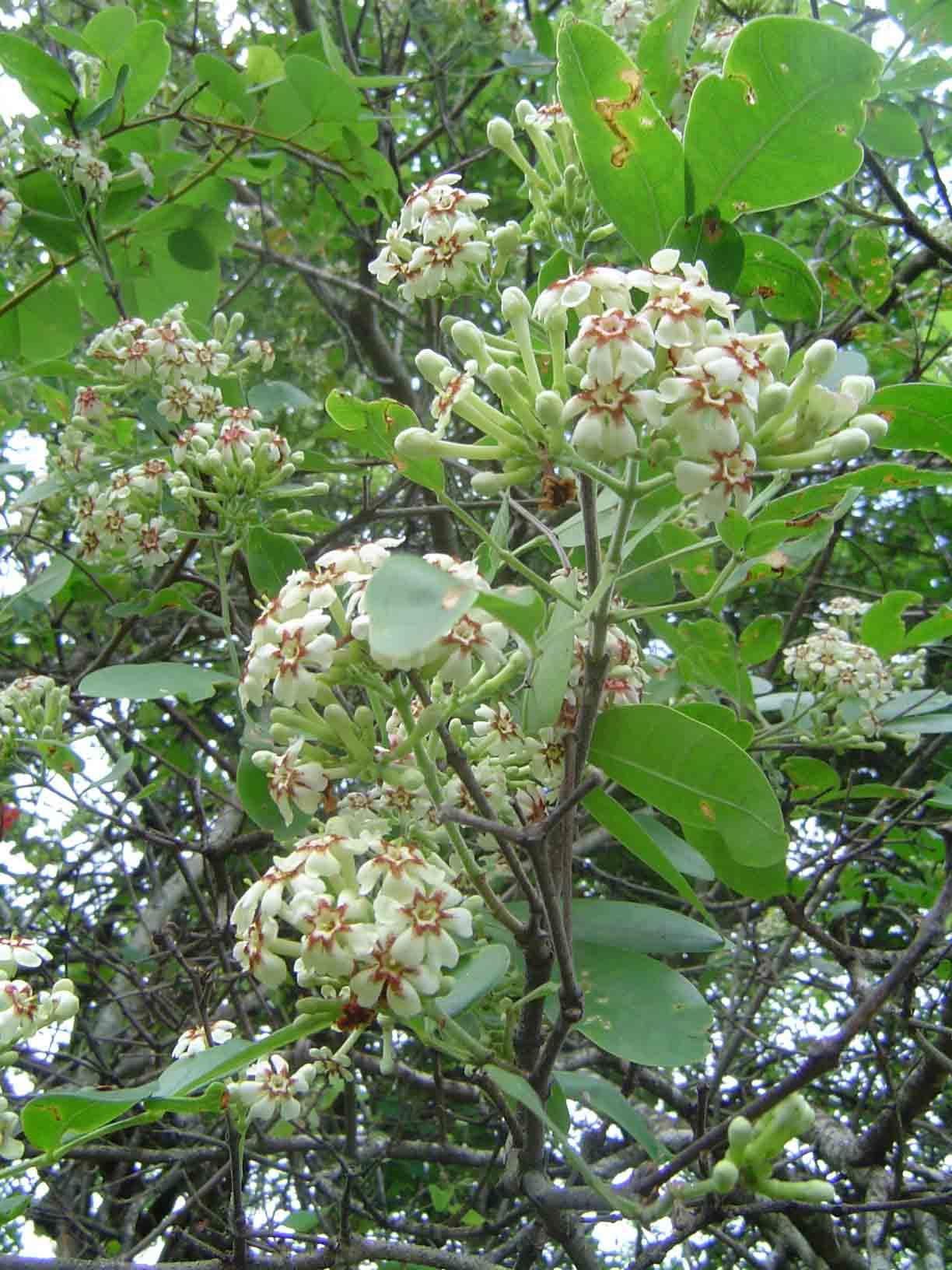 Schrebera alata