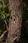 Olea europaea subsp. africana