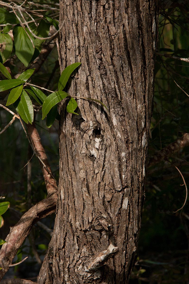 Olea europaea subsp. africana Olea europaea subsp. africana