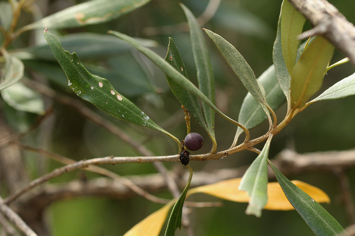 Olea europaea subsp. africana