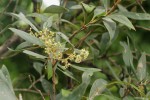 Olea europaea subsp. africana