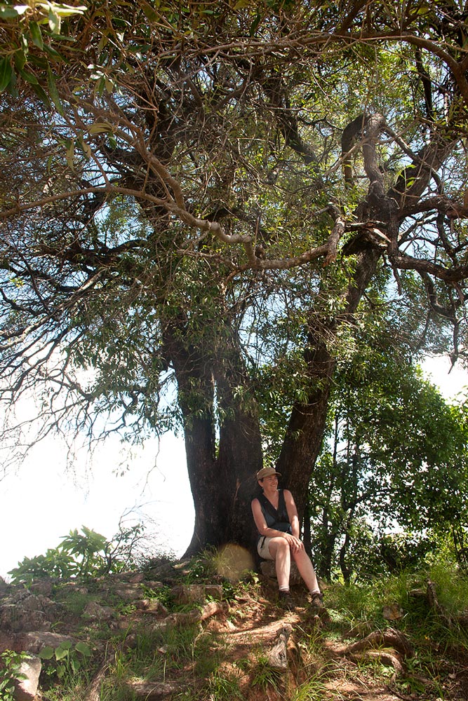 Olea europaea subsp. africana