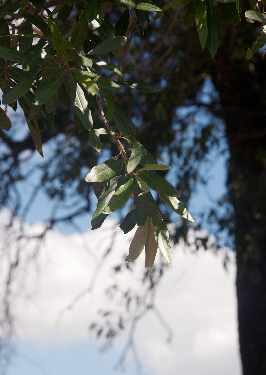Olea europaea subsp. africana