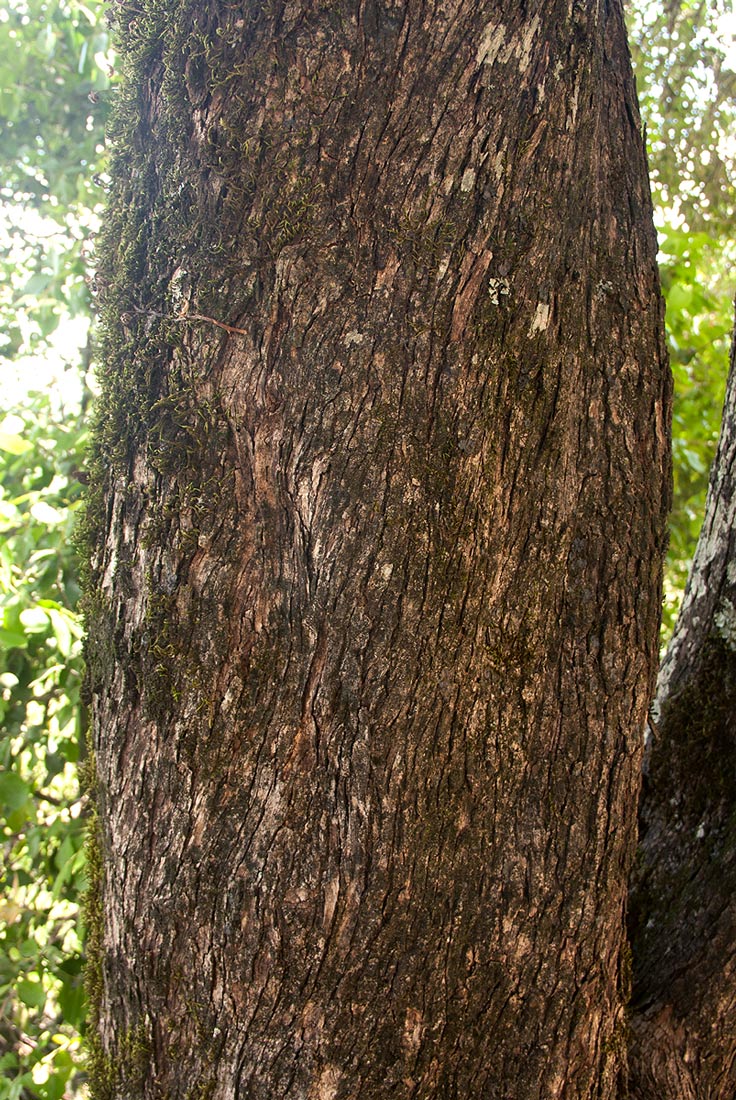 Olea europaea subsp. africana Olea europaea subsp. africana