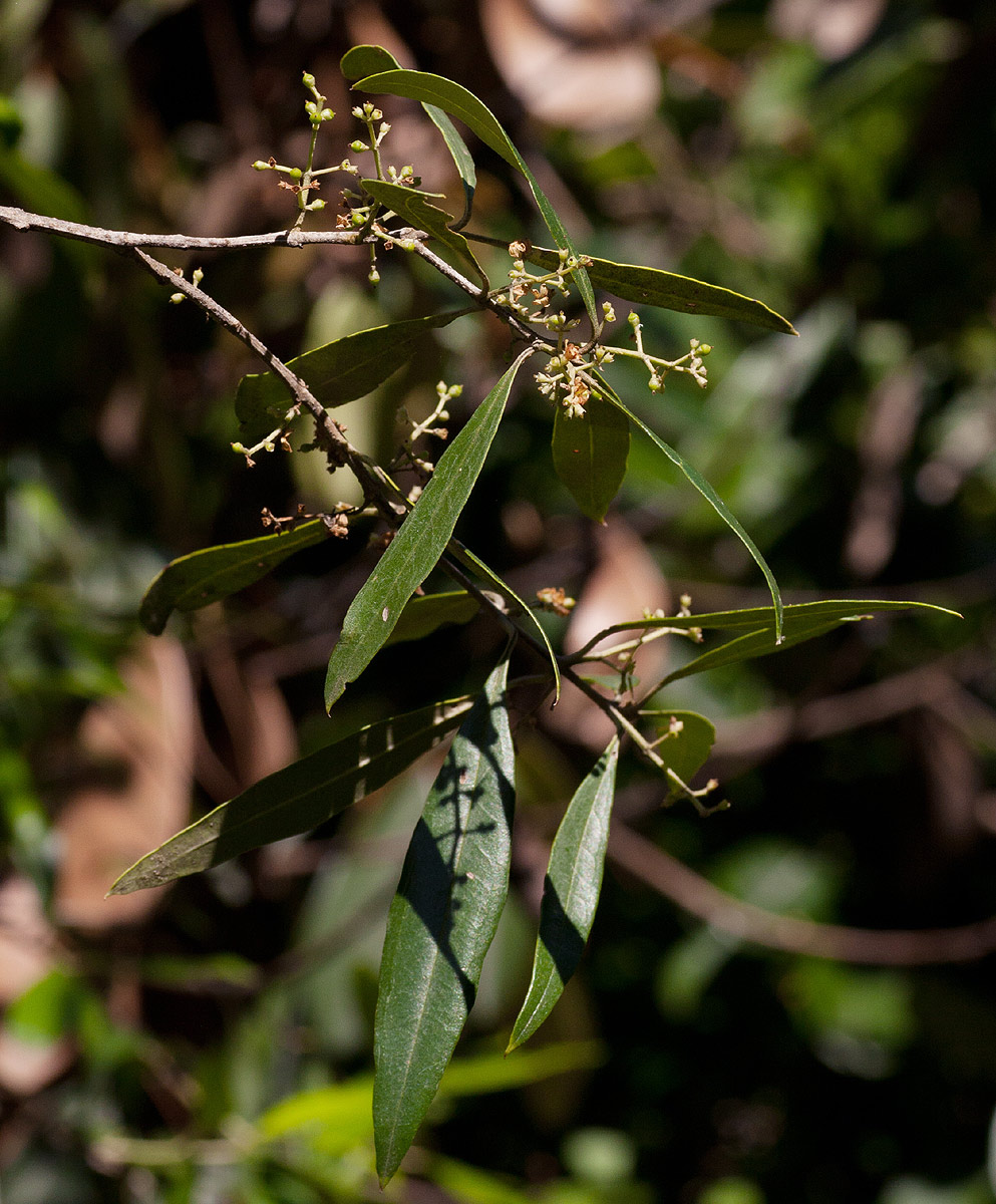 Olea europaea subsp. africana