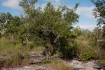 Olea europaea subsp. africana