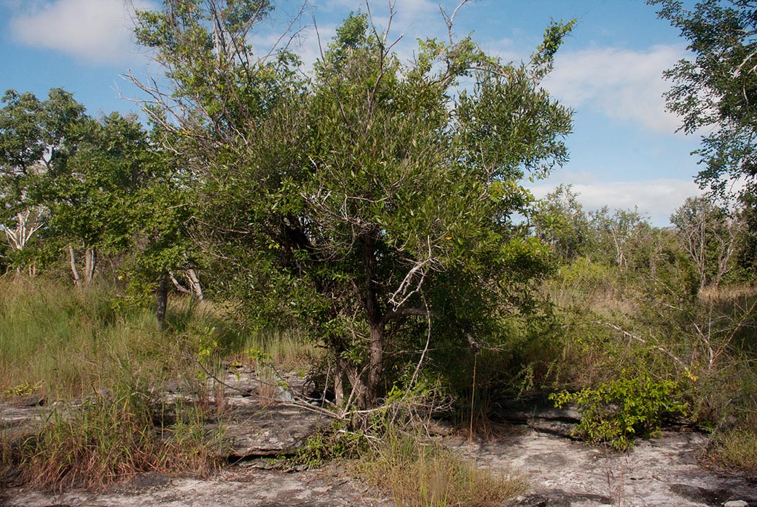Olea europaea subsp. africana