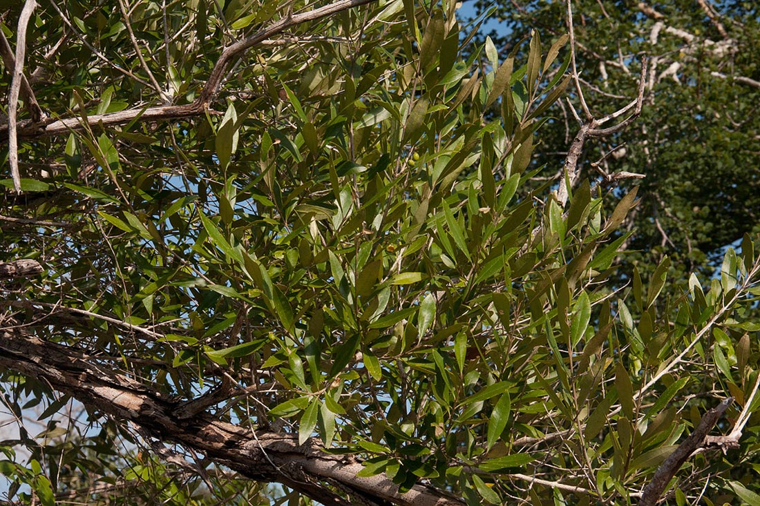 Olea europaea subsp. africana Olea europaea subsp. africana