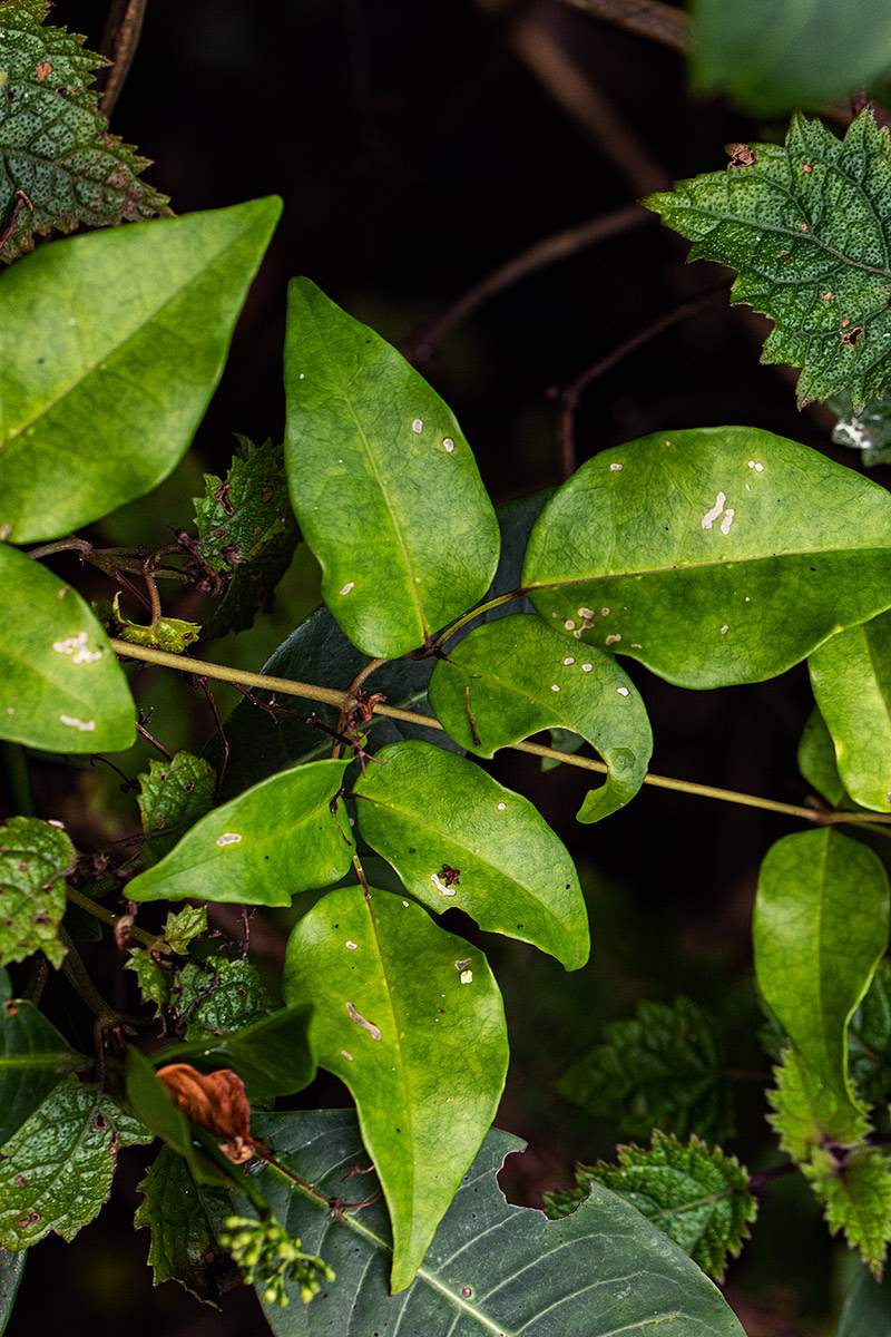 Jasminum abyssinicum Jasminum abyssinicum