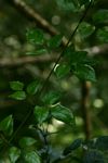 Jasminum abyssinicum