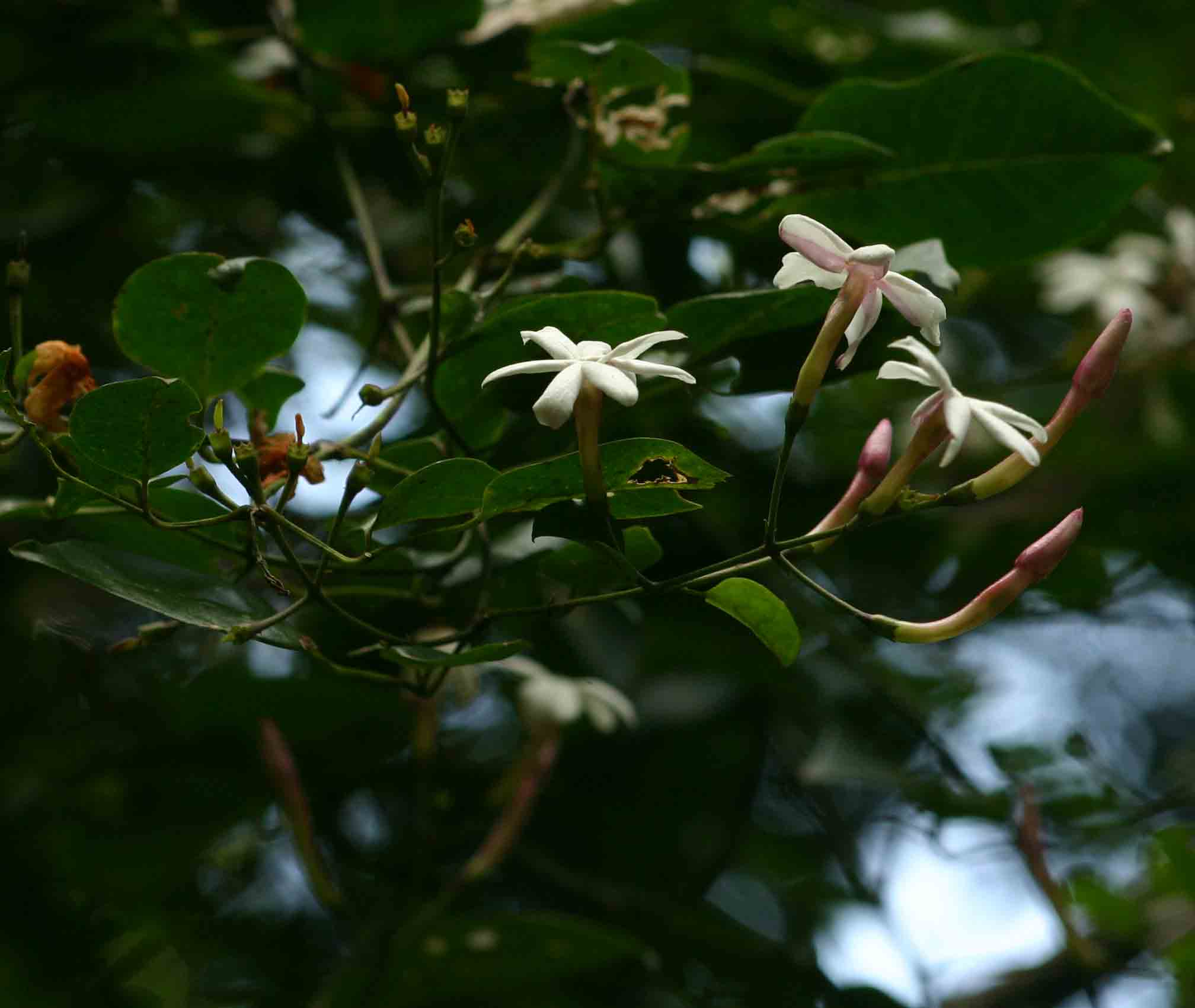 Jasminum abyssinicum