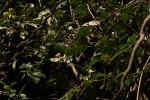Jasminum abyssinicum