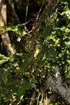Jasminum abyssinicum