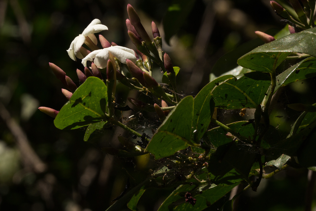 Jasminum abyssinicum